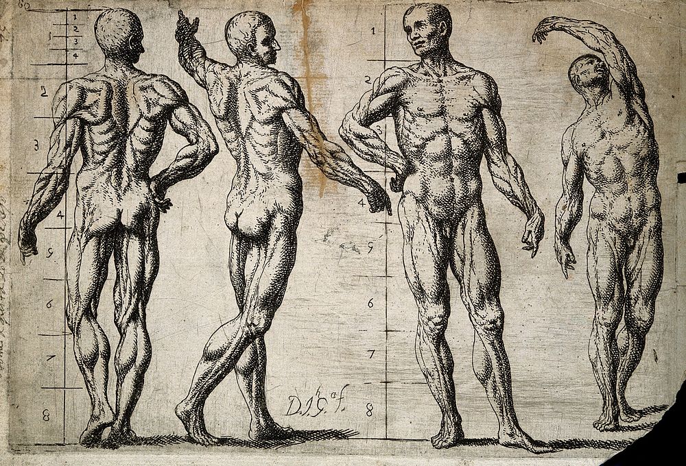 Four male écorchés or partially flayed figures; the first and the third have proportional markings. Etching by J. García…