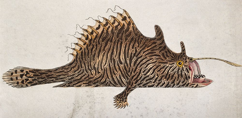 A fish with a large proboscis. Coloured etching.