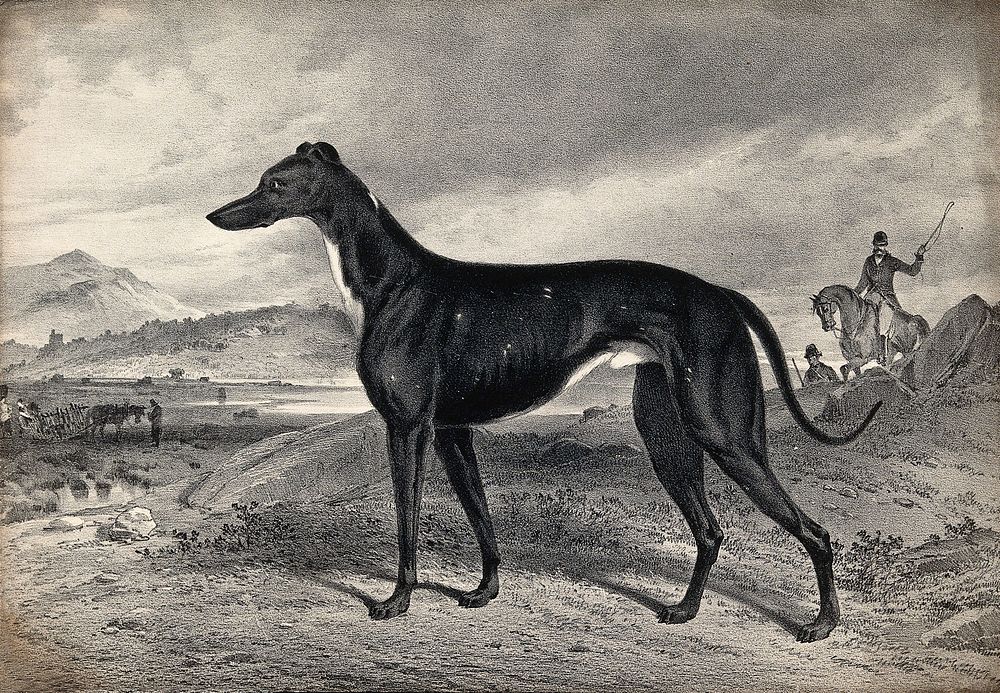 A greyhound standing on a heath with a hunting party in the background. Chalk lithograph, 1893.
