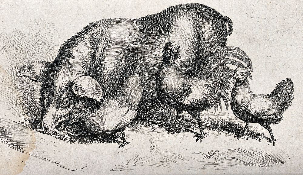 A pig and three hens coming to feed from a trough. Etching.