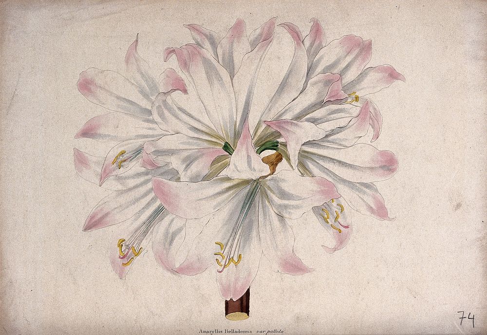 A belladonna lily flower (Amaryllis belladonna var. pallida). Coloured transfer lithograph, c. 1836, after F. Smith.