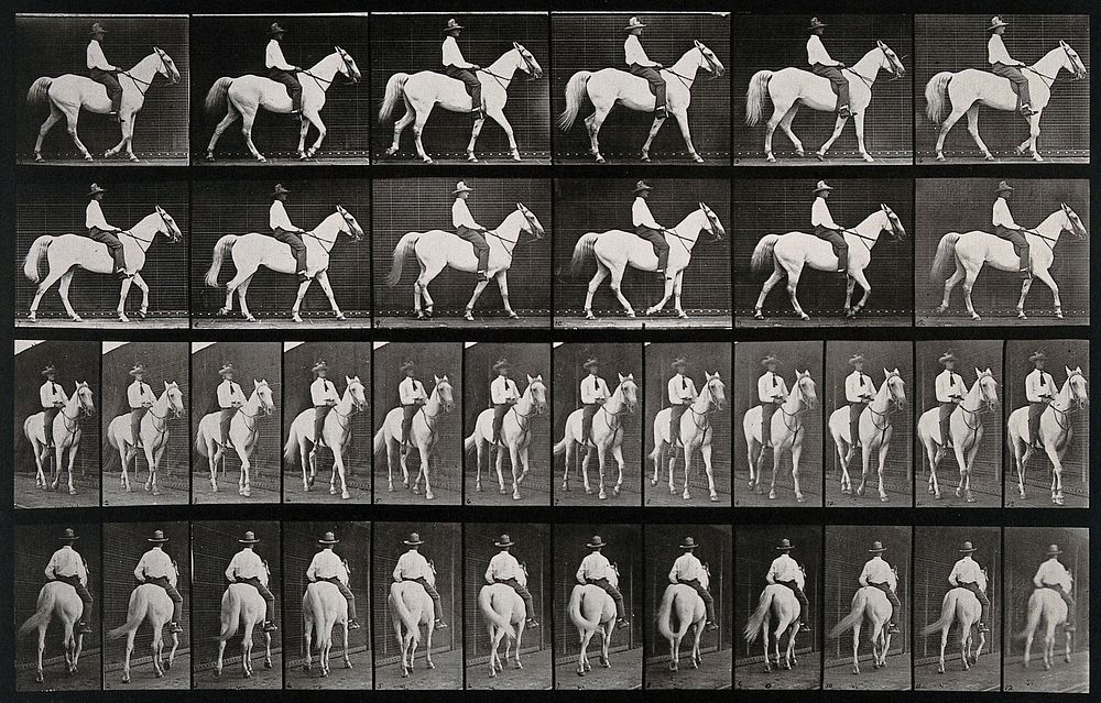 A man riding a horse. Collotype after Eadweard Muybridge, 1887.