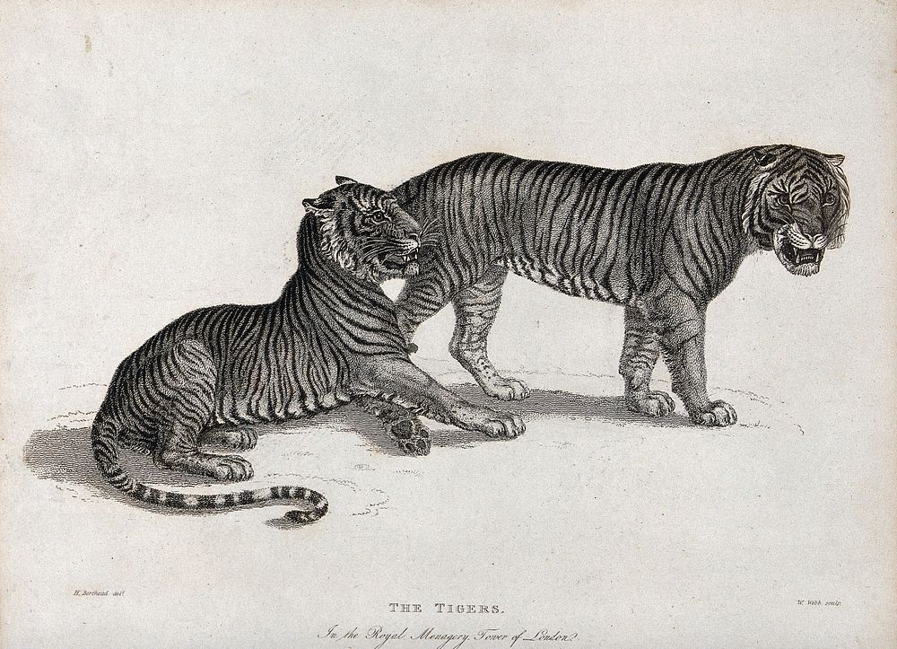 Tower of London, Royal Menagery: a pair of tigers. Etching by W. Webb after H. Berthaud.