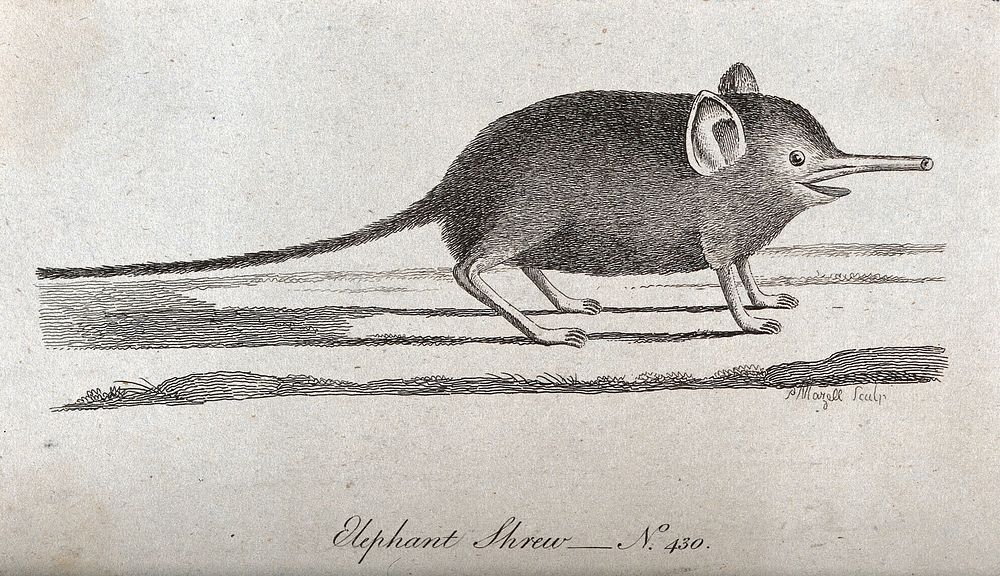 An elephant shrew with a long proboscis. Etching by P. Mazell.