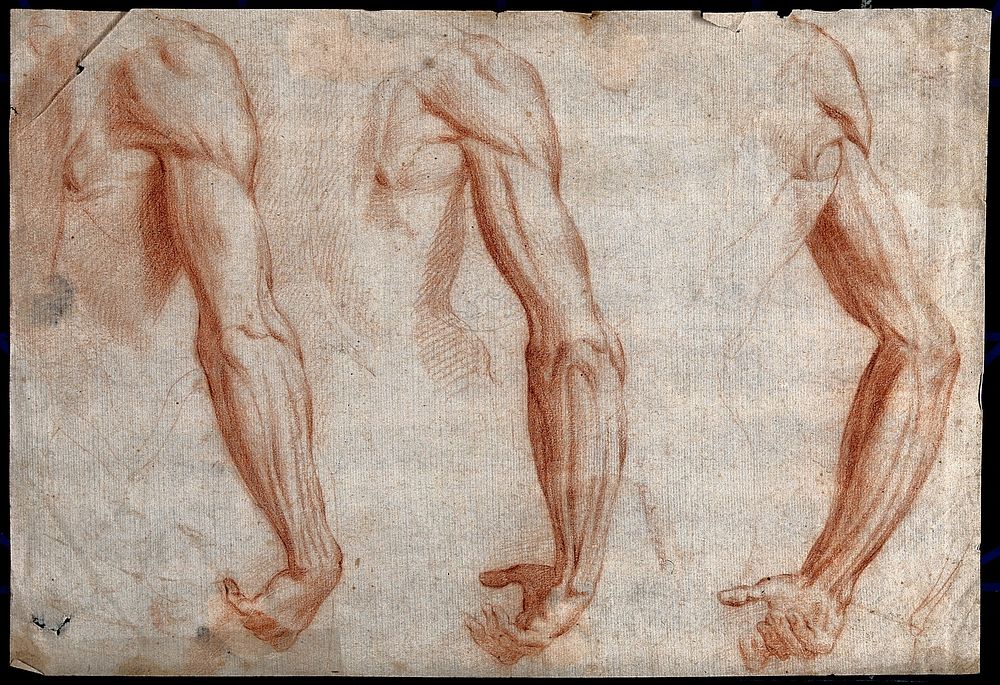A male right arm from behind: three views. Chalk drawing.