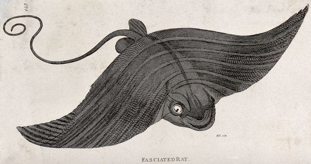 A fasciated ray. Engraving by Hill.