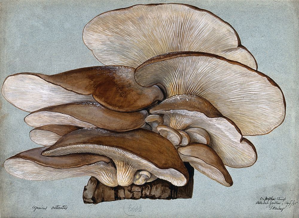 Oyster mushrooms (Pleurotus ostreatus) growing on wood. Watercolour by G. Hardius, 1895.
