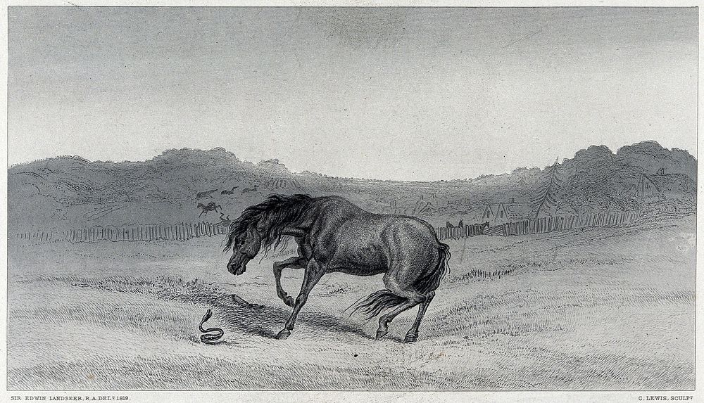 A horse is startled by a snake rearing in the grass. Steel engraving by C. G. Lewis after E. H. Landseer.