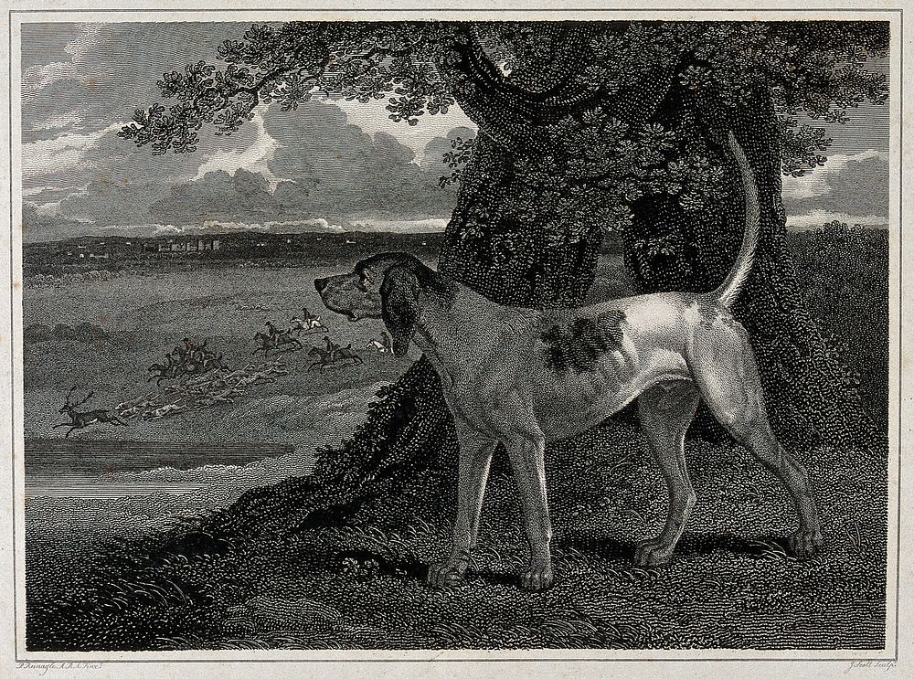 A stag hound is looking down into a valley where a large hunting party is chasing a stag. Etching by J. Scott after P.…