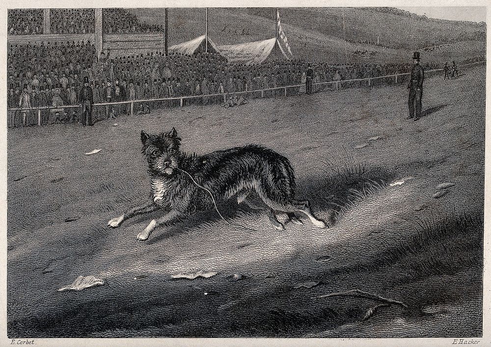 A dog running along a race-course with a crowd looking on. Etching by E. Hacker after E. Corbet.