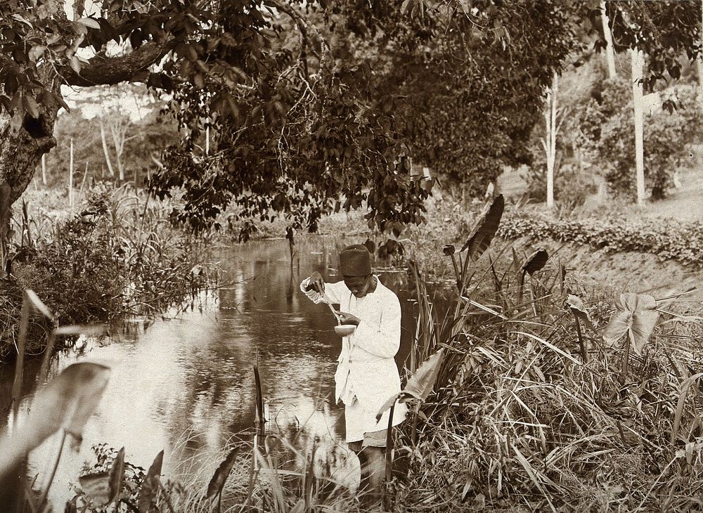 Mwera, Zanzibar, Tanzania: an African man stands in a river using a ladle to dip for mosquito larvae. Photograph, 1900/1920.