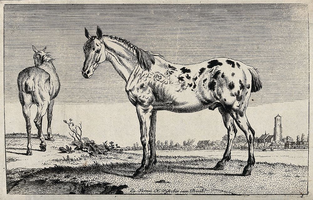 Two horses standing on the shore of a river. Etching.