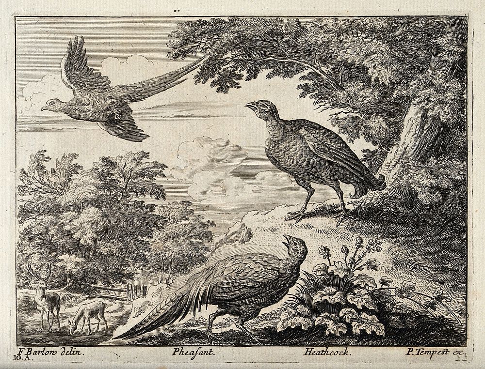 Two pheasants and a black grouse. Engraving by P. Tempest, ca. 1690, after F. Barlow.