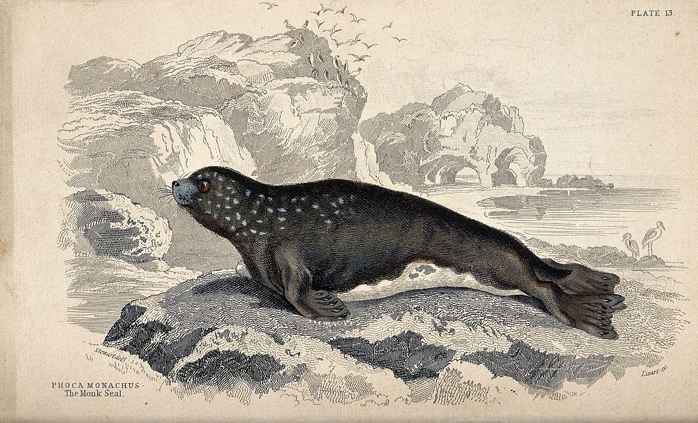 A monk seal (phoca monachus) sitting on a rock on the sea shore. Coloured etching by W. H. Lizars after J. Stewart.