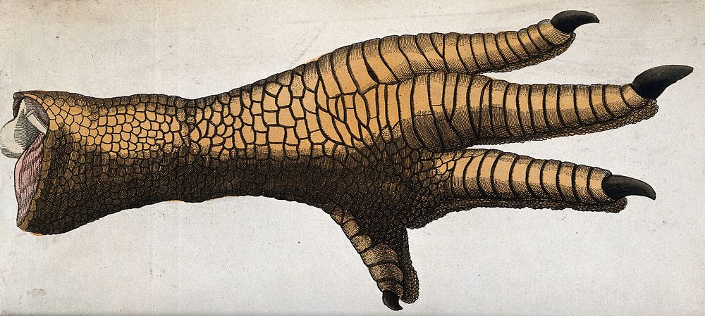 The foot of a large bird, possibly a dodo. Coloured engraving.