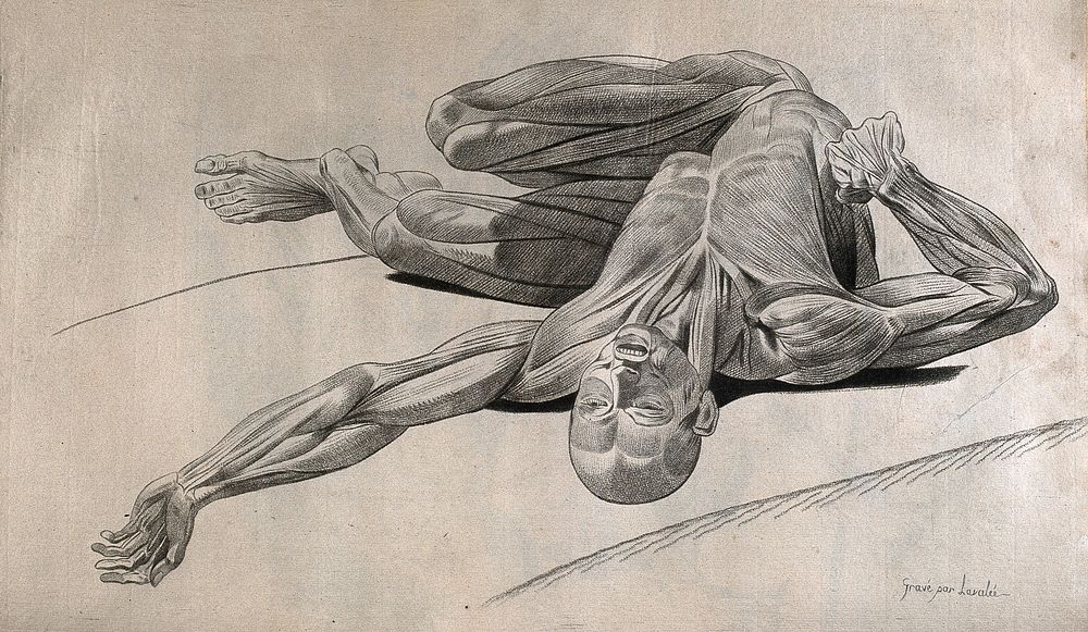 An écorché figure, lying supine on a slab, with left arm extended and flexed lower limbs: foreshortened view. Stipple print…