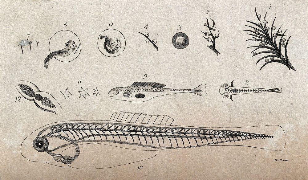 Cross-section of a fish and the stages of its development. Etching by Heath.