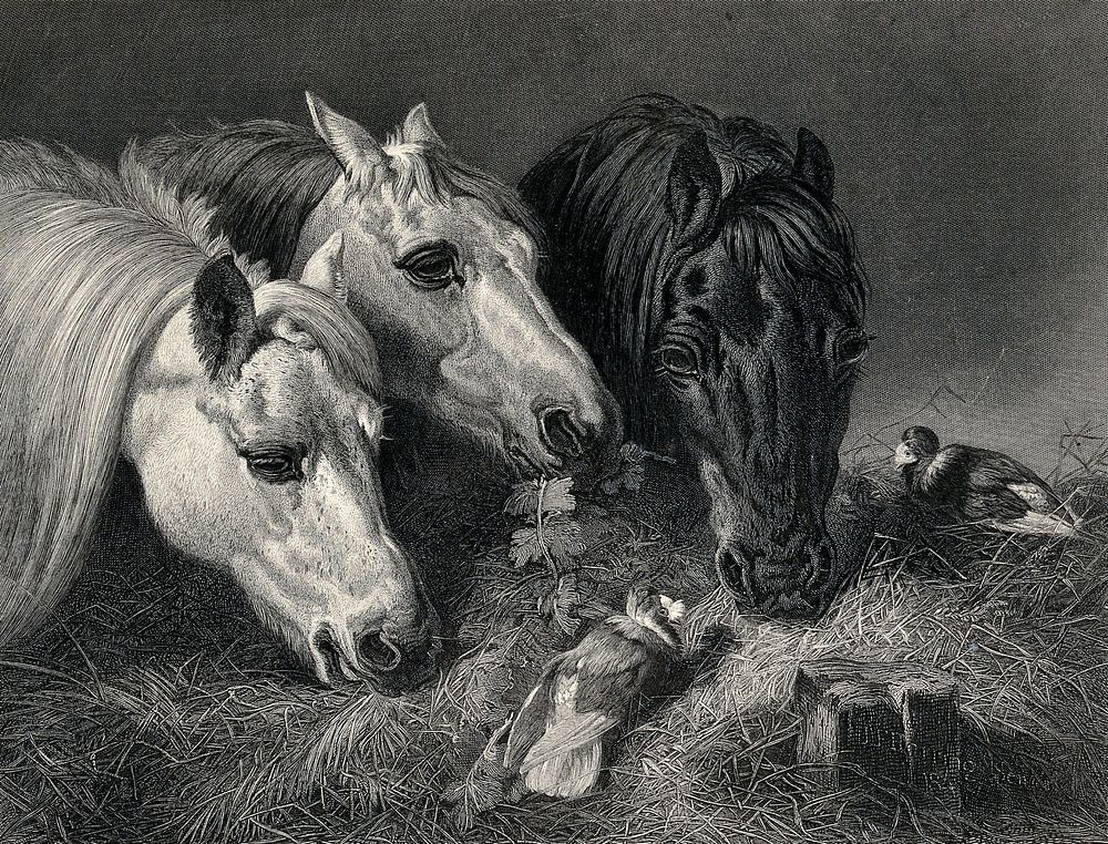 Three horses eating from a manger with two birds sitting on the hay. Steel engraving by E. Hacker after J. F. Herring.