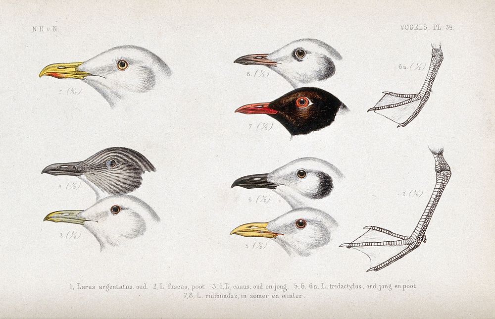 Heads in various plumages of five types of gull and the feet of two of them. Coloured lithograph by P. Trap.