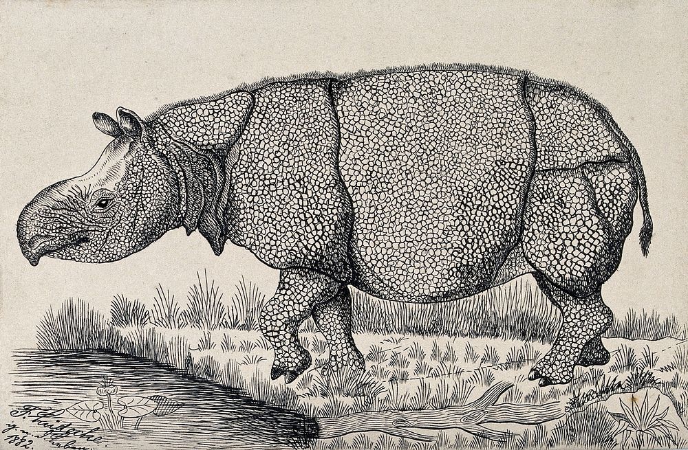 A rhinoceros on the shore of a river. Reproduction of an etching by F. Lüdecke.