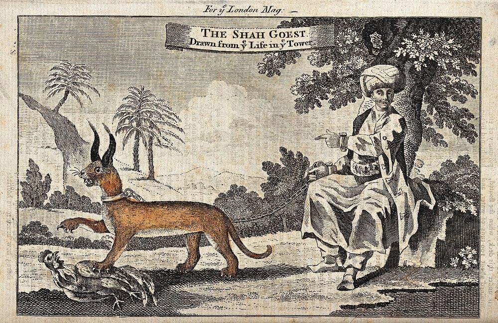 A man in oriental dress and turban, restrained by fetters around his wrists is watching his lynx, which is attached to his…