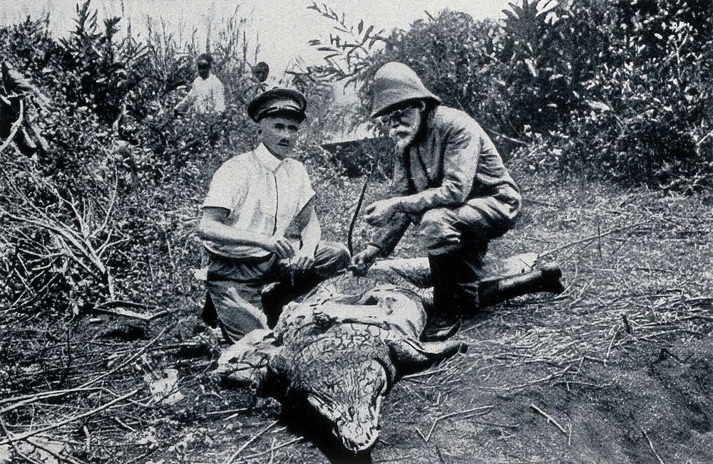 Robert Koch and Stabsarzt Kleine with a dead crocodile, East Africa. Process print after a photograph, 1906/1907.