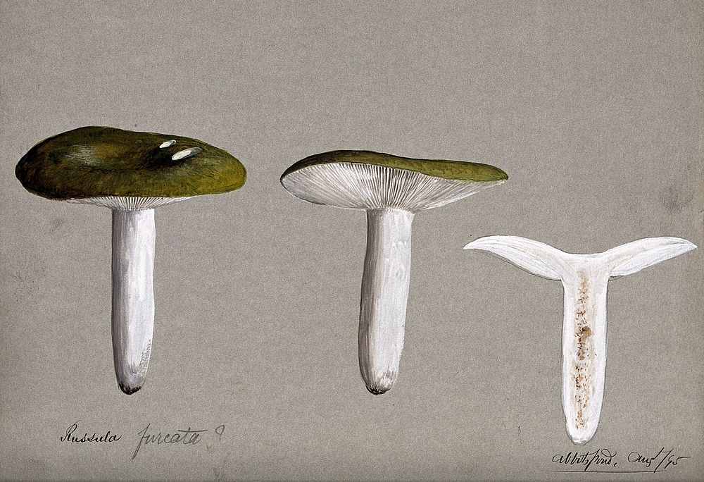 A fungus (Russula species): three fruiting bodies, one sectioned. Watercolour, 1895.