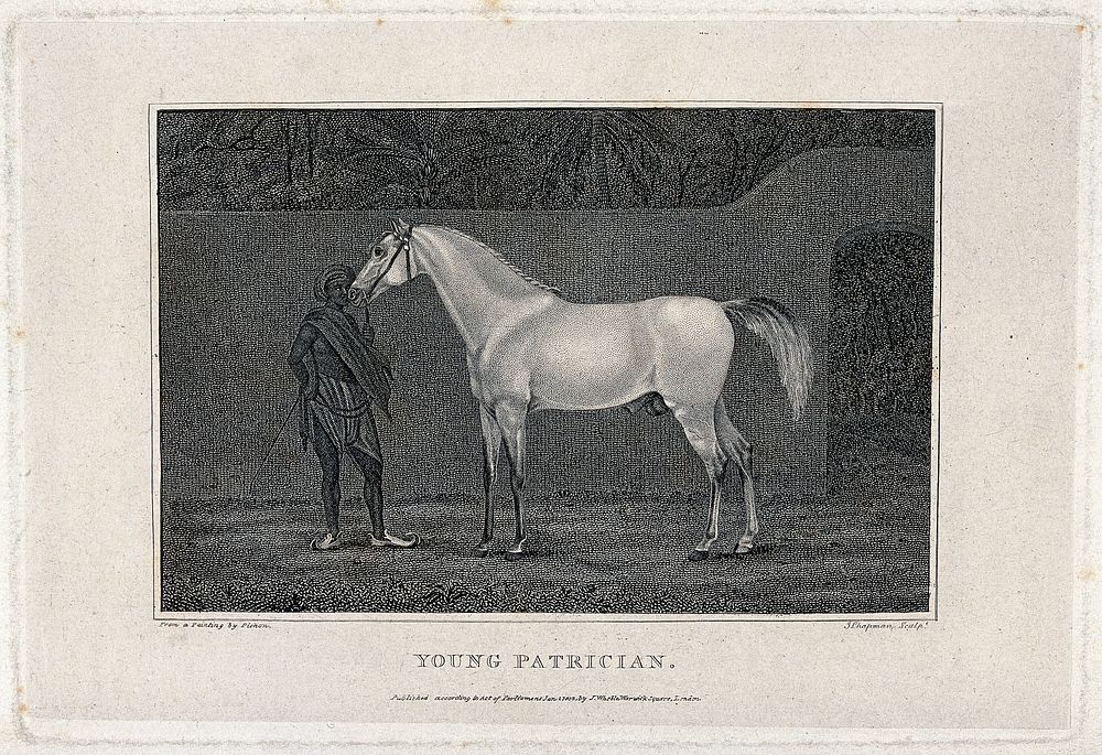 A young Indian servant is holding the stallion "Young patrician". Etching with engraving by J. Chapman, 1802, after a…