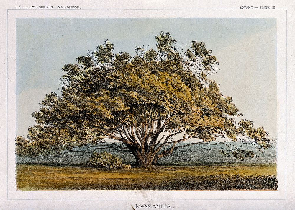 Manzanita tree (Arctostaphylos pungens Kunth) in open landscape. Coloured lithograph, c.1857.