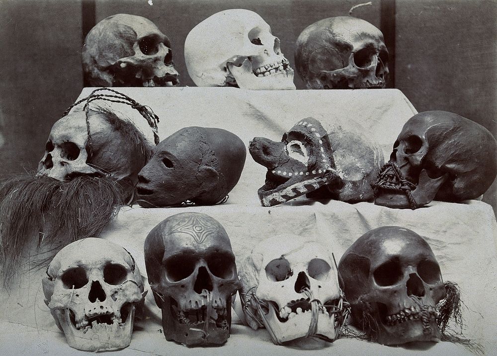 Skulls: eleven skulls arranged on three shelves. Photograph.
