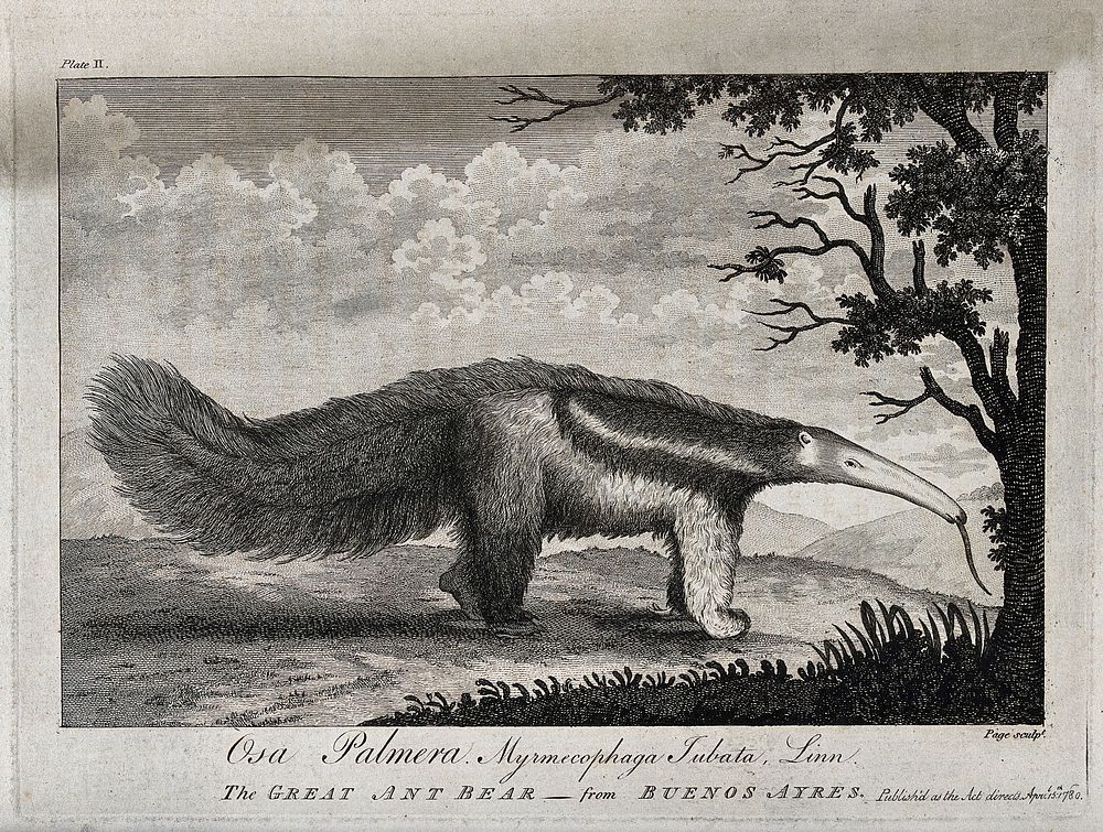 A giant anteater (Myrmecophaga tubata). Etching by Page, ca 1780.