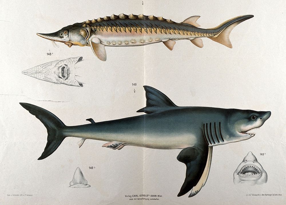 Sharks: six figures of two varieties, including details of the mouths of each example. Chromolithograph by F. Gerasch after…