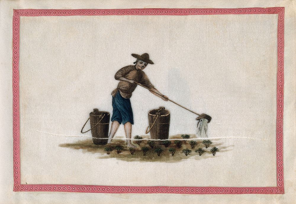 A man watering tea plants. Gouache by a Chinese artist, ca. 1850.
