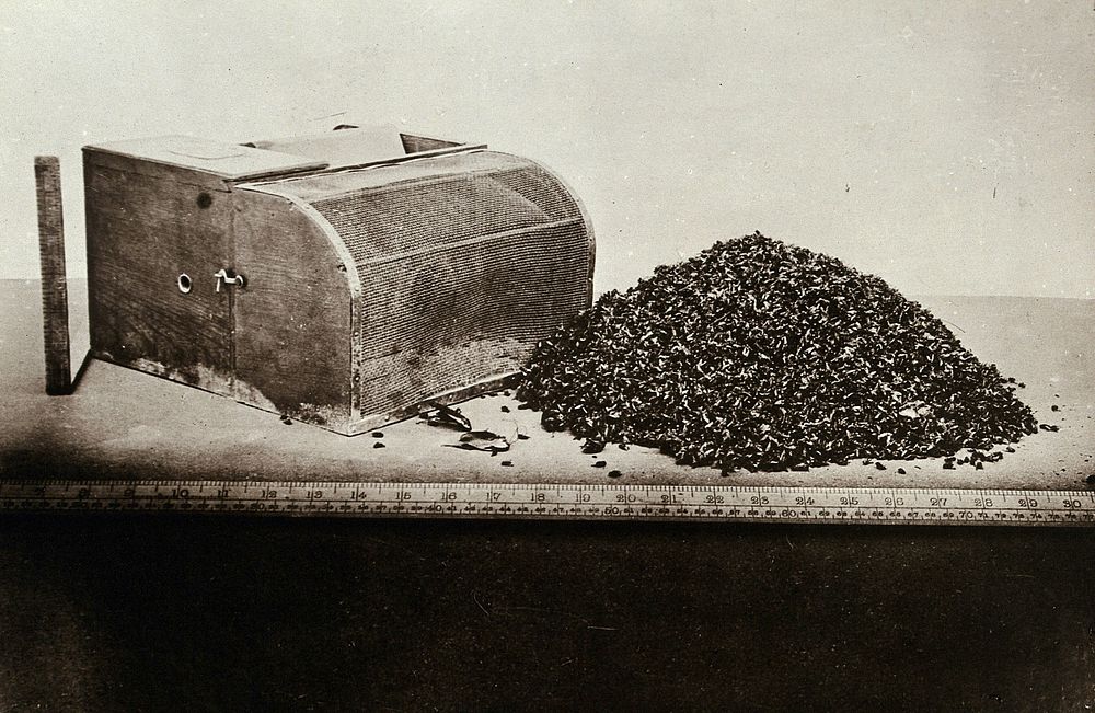 Japanese wooden mechanical fly-trap, with emptied contents. Photograph, 1905/1915.