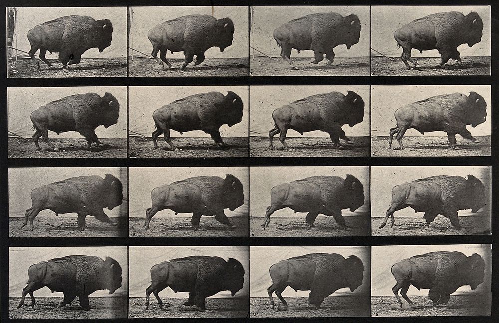 A buffalo walking. Collotype after Eadweard Muybridge, 1887.