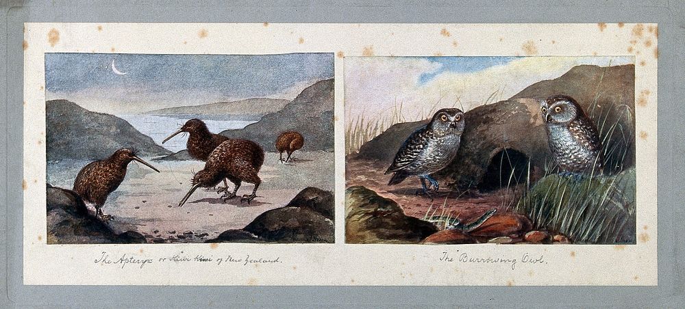Kiwis foraging on the shore and two burrowing owls by their burrow. Colour halftones after J. Green.