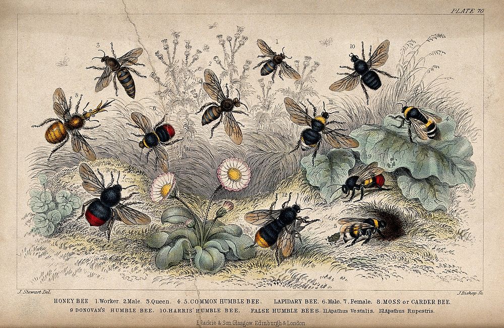 Twelve different species of bees swarming a flowery meadow. Coloured etching by J. Bishop, 1855, after J. Stewart.