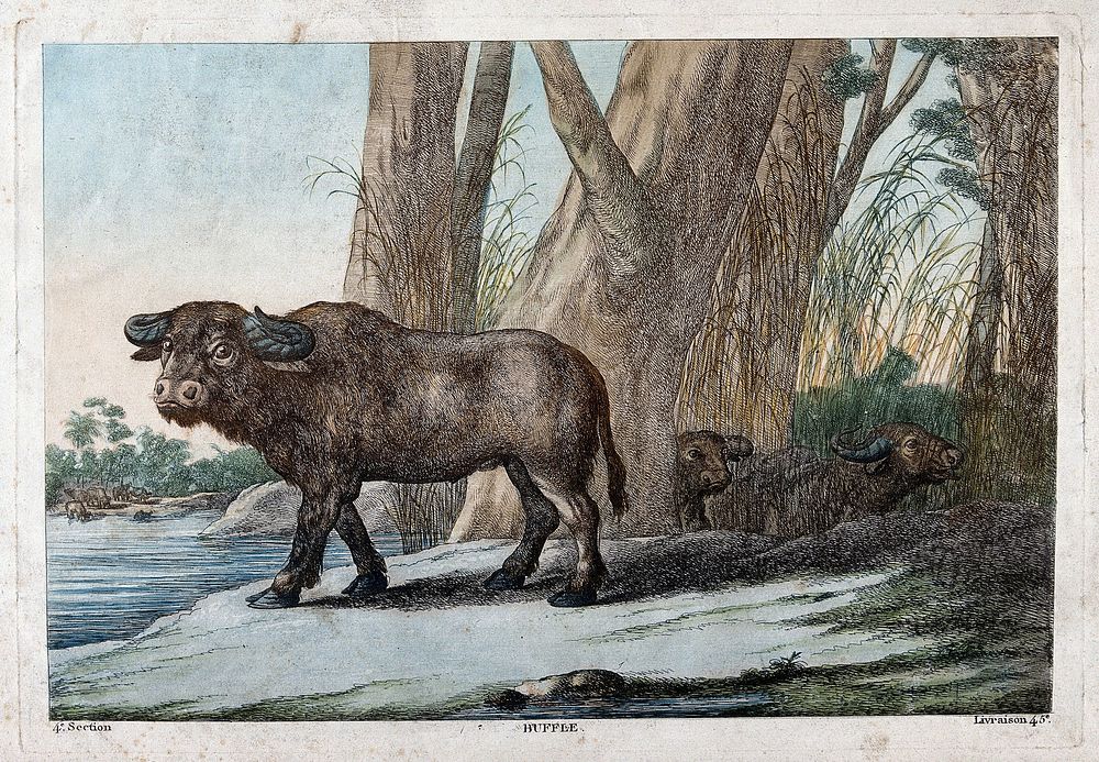 Water buffaloes standing near a river. Coloured etching.