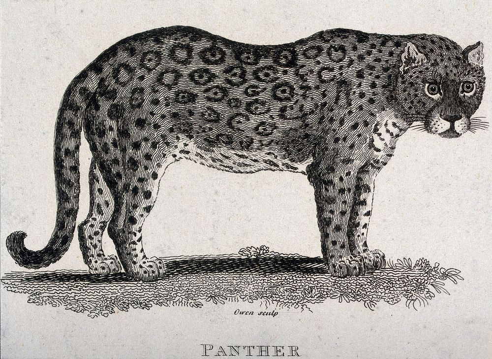 A panther. Etching by T. Owen.