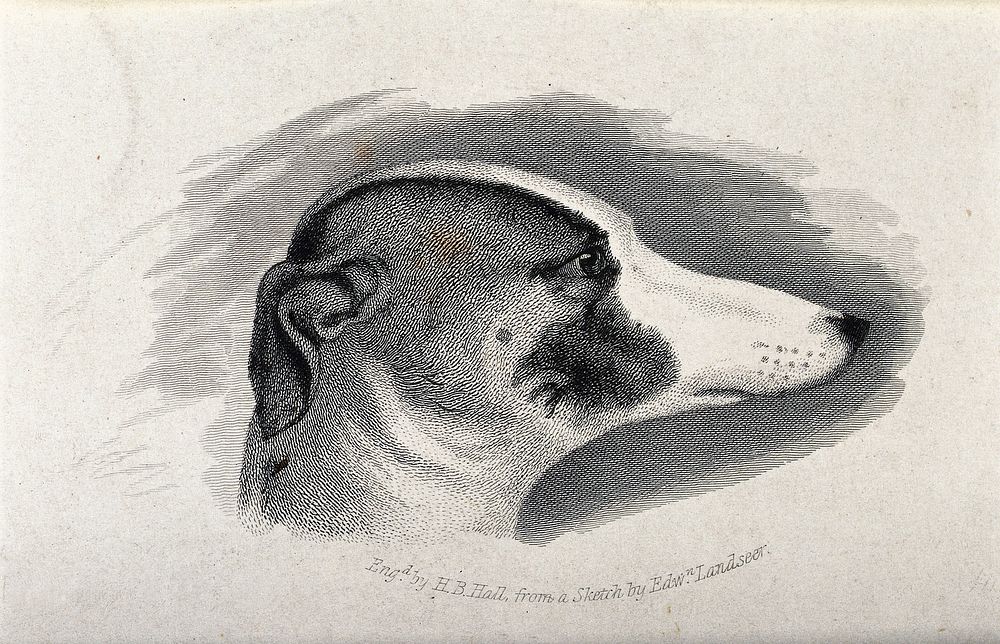 Head of a greyhound. Engraving by H. B. Hall after a sketch by E. H. Landseer.