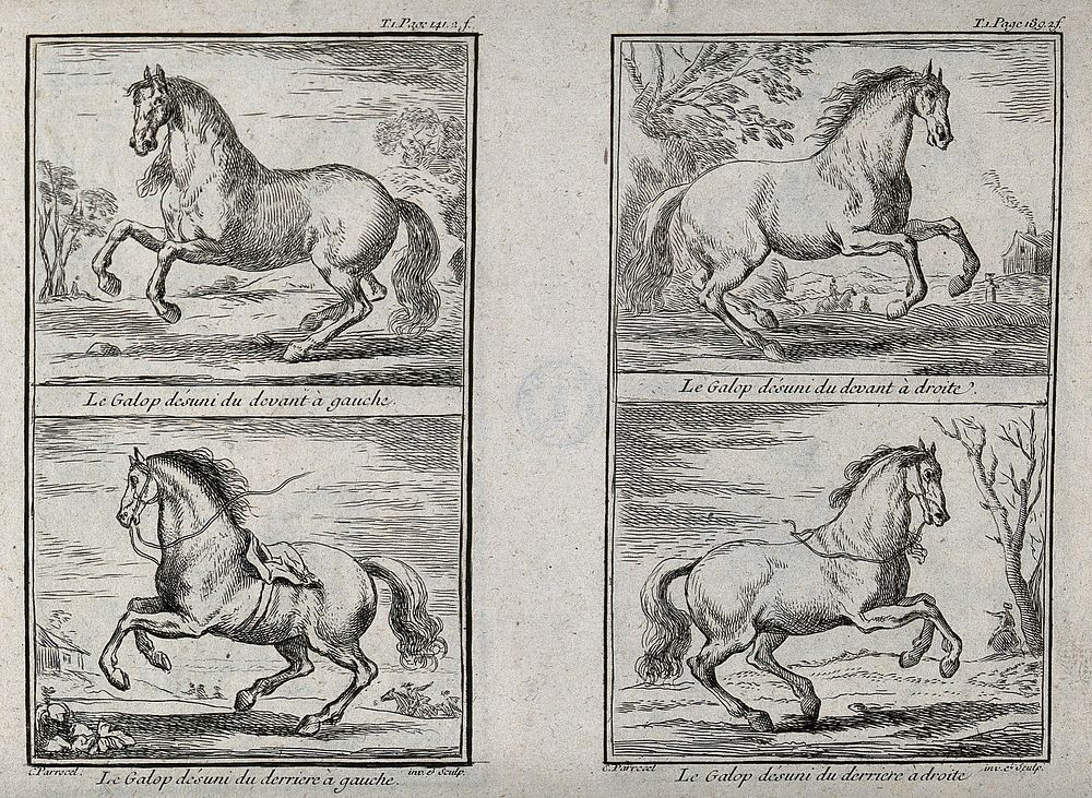 Four different forms of galloping demonstrated by a horse without rider. Etching by C. Parrocel.