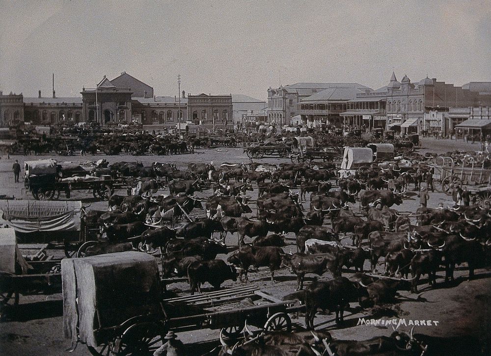 South Africa: carts and oxen at the morning market. 1896.