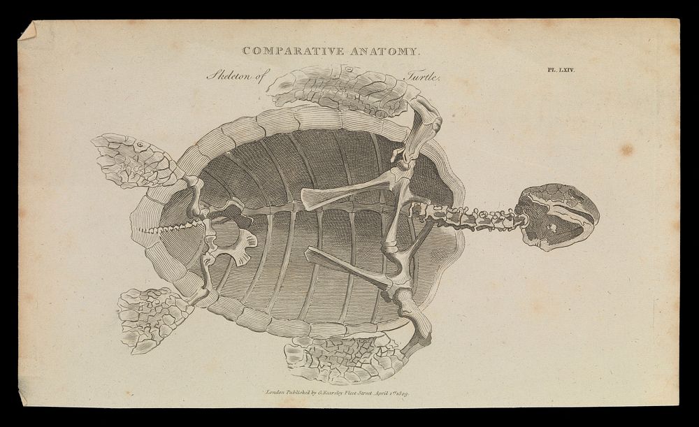Skeleton and shell of a turtle, seen from below. Line engraving by Mutlow  after S. Edwards , 1809.