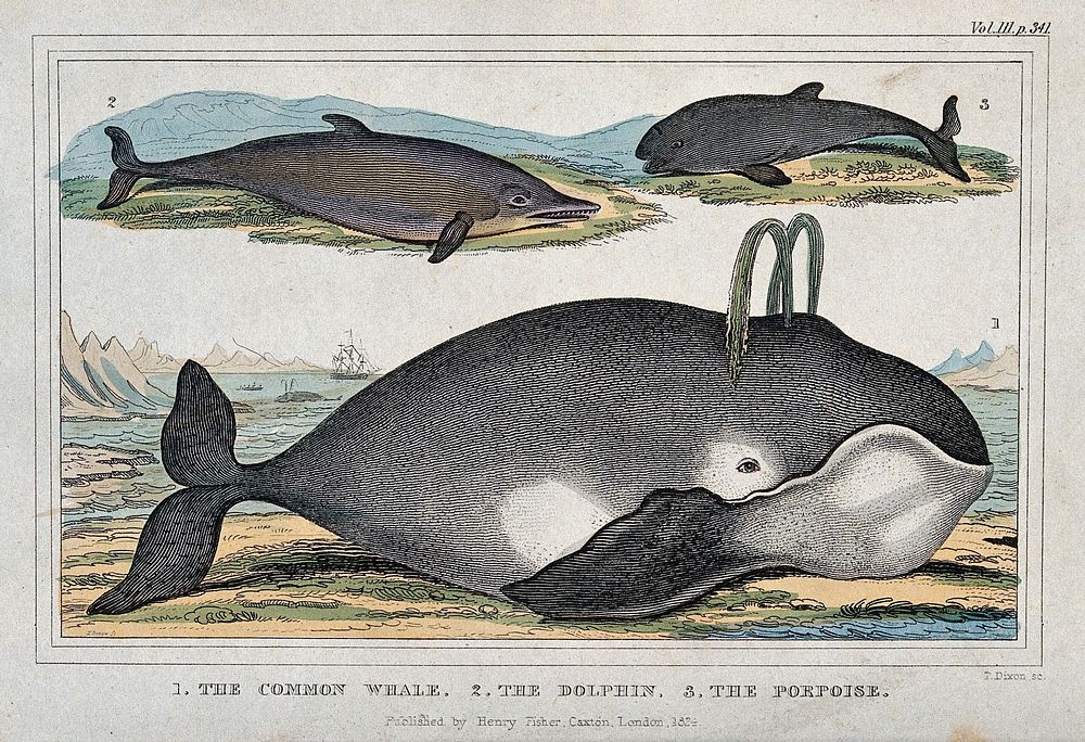 A common whale, a dolphin and a porpoise. Coloured engraving by P Dixon, ca 1824.