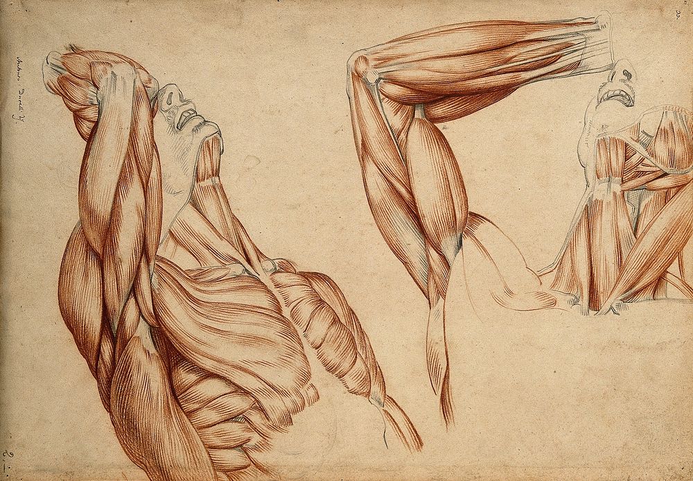 Muscles and tendons of the neck, arm and trunk: two écorché figures. Red chalk and pencil drawing by A. Durelli, ca. 1837.