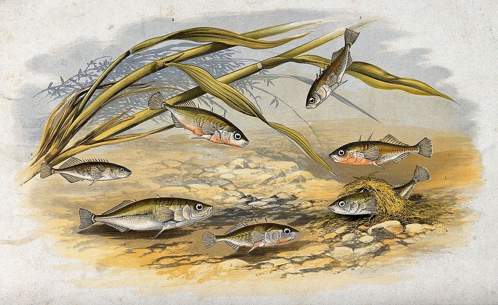 A variety of sticklebacks (Gasterosteus aculeatus) swimming on the bottom of the sea. Coloured lithograph.