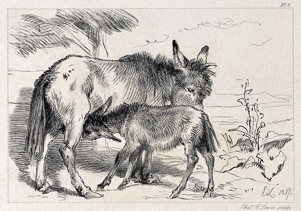 A donkey and its suckling foal. Etching by C. G. Lewis after E. H. Landseer.