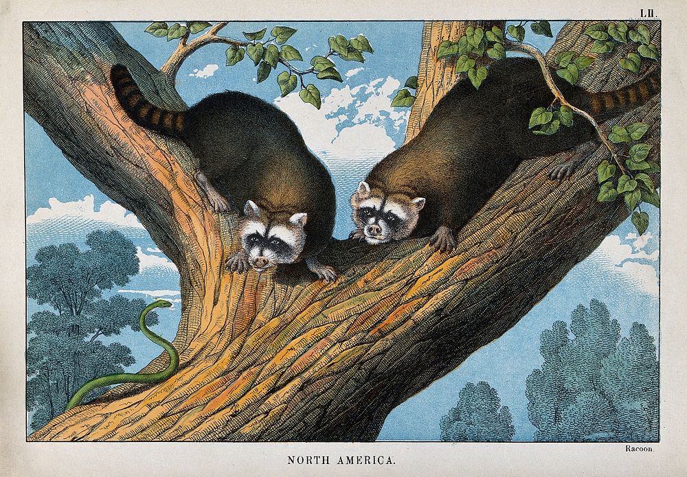 North America: two racoons sitting on a tree looking a snake. Coloured lithograph.