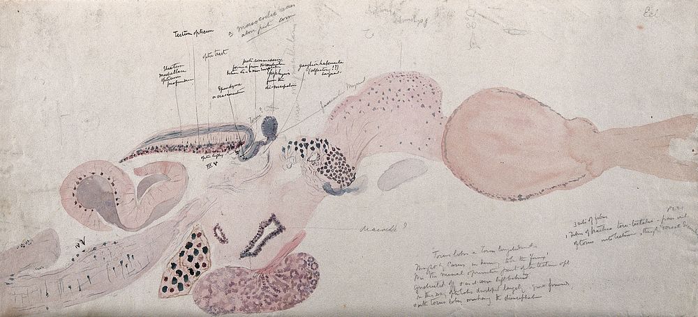 Brain of an eel: figure showing a dissection of the brain. Watercolour, possibly by D. Gascoigne Lillie, ca 1906.