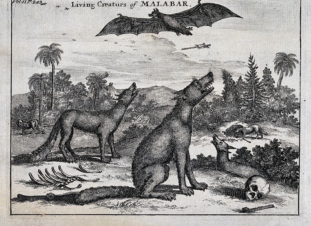 Two dogs sitting next to human bones howl at a large bat in the air. Etching.